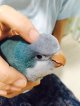 国産オキナインコブルー★011女の子お迎え頂きました