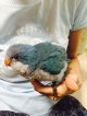 国産オキナインコブルー★013男の子お迎え頂きました