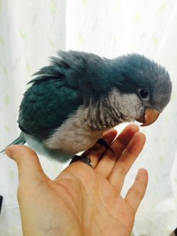 画像5: 国産オキナインコブルー★013男の子お迎え頂きました