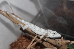 画像5: オオカメレオンモドキEUCB☆ペア