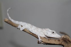 画像6: オオカメレオンモドキEUCB☆ペア