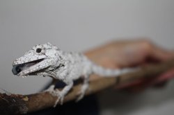 画像2: オオカメレオンモドキEUCB☆ペア