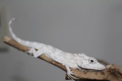 画像7: オオカメレオンモドキEUCB☆ペア