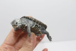 画像5: コンセントリックカロリナダイヤモンドバックテラピン☆C個体しました。