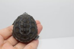 画像3: コンセントリックカロリナダイヤモンドバックテラピン☆C個体しました。