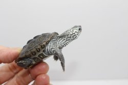 画像4: コンセントリックカロリナダイヤモンドバックテラピン☆C個体しました。