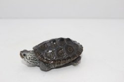 画像2: コンセントリックカロリナダイヤモンドバックテラピン☆C個体しました。