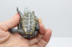 画像6: コンセントリックカロリナダイヤモンドバックテラピン☆C個体しました。