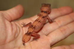 画像2: オビタマオヤモリＥＵＣＢアベラント