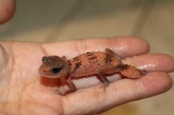 画像8: オビタマオヤモリＥＵＣＢアベラント