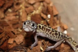 画像3: ボウシトカゲモドキ★ペア