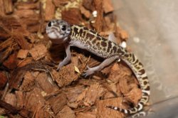 画像2: ボウシトカゲモドキ★ペア