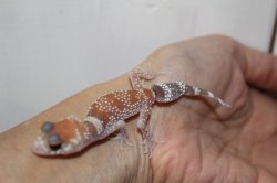 画像5: アンダーウッディサウルスミリーEUCB（ハイポ）