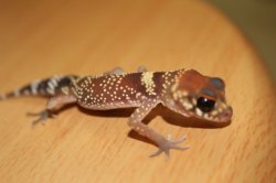 画像2: アンダーウッディサウルスミリーEUCB