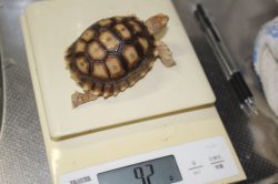 画像6: ケヅメリクガメ