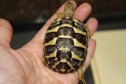 画像5: ニシヘルマンリクガメB個体