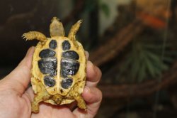 画像3: ニシヘルマンリクガメB個体