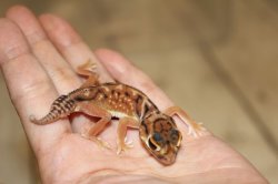 画像3: デレアンタマオヤモリEUCB☆ペア♂個体