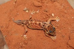 画像6: デレアンタマオヤモリEUCB☆ペア♂個体