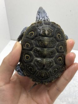 画像2: コンセントリックカロリナダイヤモンドバックテラピン☆ｋ個体