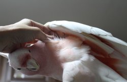 画像8: クルマサカオウム男の子(お迎え頂きました）