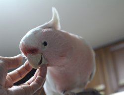 画像4: クルマサカオウム男の子(お迎え頂きました）