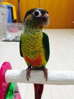 画像4: ワキコガネウロコインコ☆039男の子お迎え頂きました