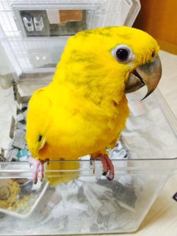 画像2: ニョオウインコPHBII9E900男の子お迎え頂きました