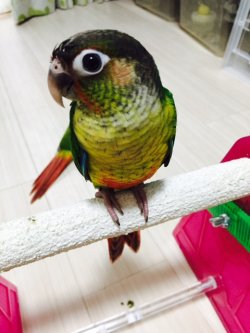 画像3: ワキコガネウロコインコ☆039男の子お迎え頂きました