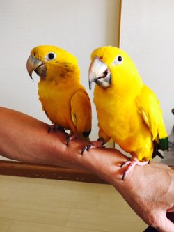 画像5: ニョオウインコPHBII9E900男の子お迎え頂きました