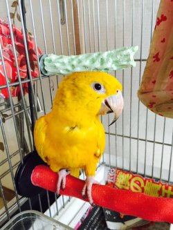 画像4: ニョオウインコPHBII9E901女の子お迎え頂きました