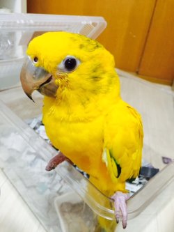 画像1: ニョオウインコPHBII9E900男の子お迎え頂きました