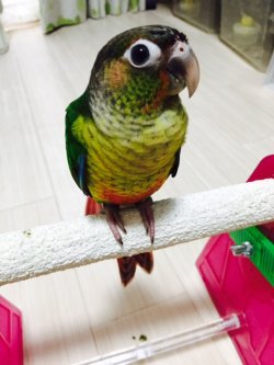 画像2: ワキコガネウロコインコ☆039男の子お迎え頂きました