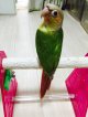 ホオミドリウロコインコ☆パイナップル040女の子お迎え頂きました