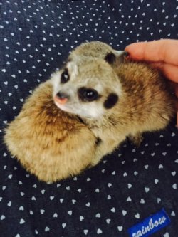 画像3: 【お迎えいただきました♪】国産ミーアキャットベビー