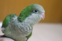 画像2: 国産オキナインコノーマル023女の子　お迎え頂きました