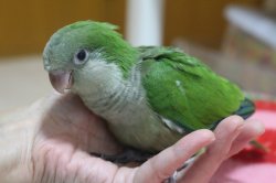 画像3: 国産オキナインコノーマル024女の子お迎え頂きました