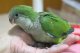 国産オキナインコノーマル024女の子お迎え頂きました