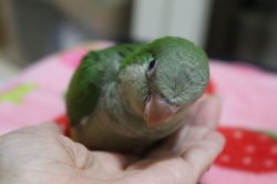 画像4: 国産オキナインコノーマル022男の子お迎え頂きました