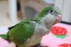 画像1: 国産オキナインコノーマル022男の子お迎え頂きました