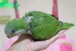 画像3: 国産オキナインコノーマル023女の子　お迎え頂きました