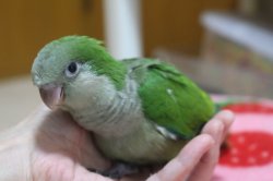 画像2: 国産オキナインコノーマル024女の子お迎え頂きました