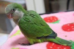 画像2: 国産オキナインコノーマル022男の子お迎え頂きました