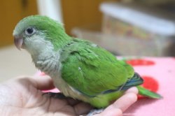 画像5: 国産オキナインコノーマル024女の子お迎え頂きました