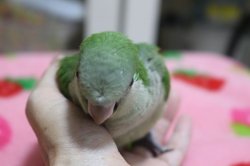 画像4: 国産オキナインコノーマル024女の子お迎え頂きました