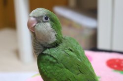 画像3: 国産オキナインコノーマル022男の子お迎え頂きました