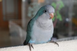 画像2: 国産オキナインコブルー016女の子お迎え頂きました