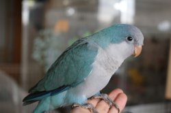 画像3: 国産オキナインコブルー016女の子お迎え頂きました