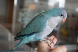 画像4: 国産オキナインコブルー016女の子お迎え頂きました