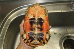 画像10: ソリガメCB☆ペア　完売しました